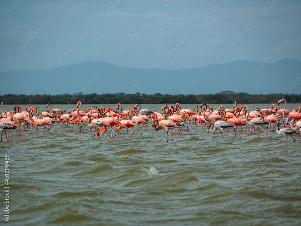 Obraz premium Gigantic Herd of Pink and Gray Flamingos Walk Across a Wavy Lake Against a Blue Sky in the Nature Reserve in Camarones, Riohacha, La Guajira, Colombia