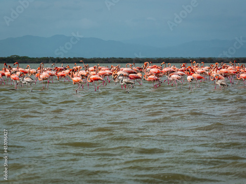 Obraz na płótnie Gigantic Herd of Pink and Gray Flamingos Walk Across a Wavy Lake Against a Blue Sky in the Nature Reserve in Camarones, Riohacha, La Guajira, Colombia w salonie