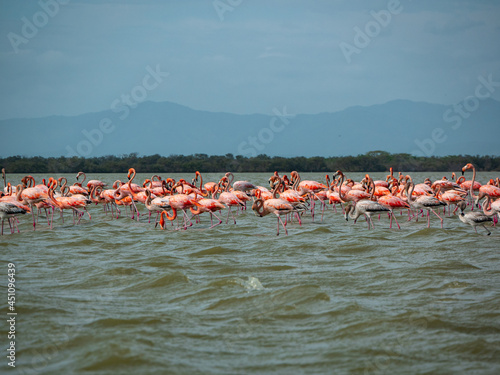 Gigantic Herd of Pink and Gray Flamingos Walk Across a Wavy Lake Against a Blue Sky in the Nature Reserve in Camarones, Riohacha, La Guajira, Colombia