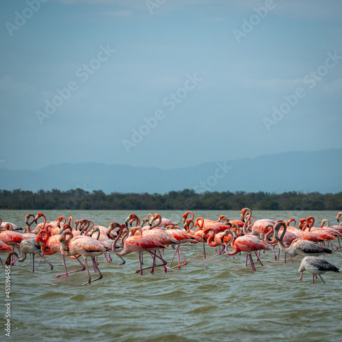 Gigantic Herd of Pink and Gray Flamingos Walk Across a Wavy Lake Against a Blue Sky in the Nature Reserve in Camarones, Riohacha, La Guajira, Colombia