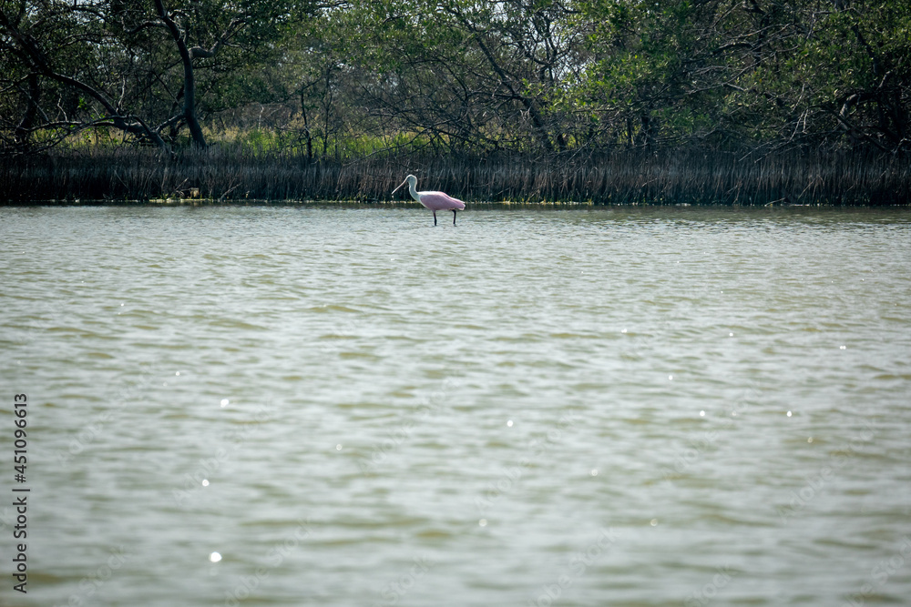 The Roseate Spoonbill (Platalea ajaja) is Walking on the Water, Looking for Food in the Natural Reserve in Riohacha, La Guajira, Colombia The Roseate Spoonbill (Platalea ajaja) is Walking on the Water, Looking for Food in the Natural Reserve in Riohacha, La Guajira, Colombia