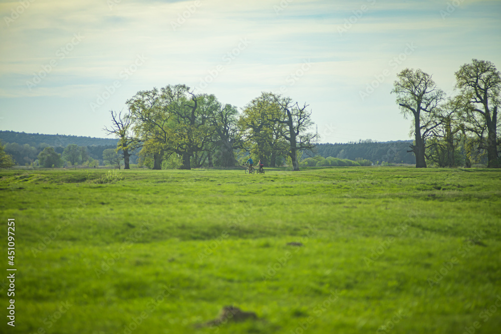
field landscape with tree in retro style