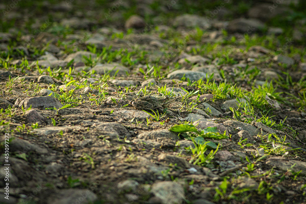 grass growing among the stones in the park grass growing among the stones in the park