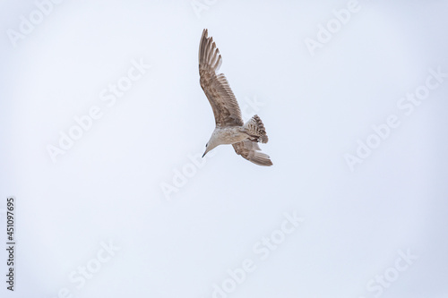 flying seagull against the blue sky