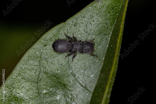 Small Adult Black Turtle Ant photo