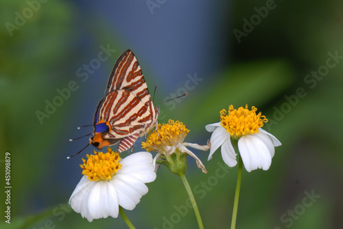 butterfly on a flower © Chi Lun