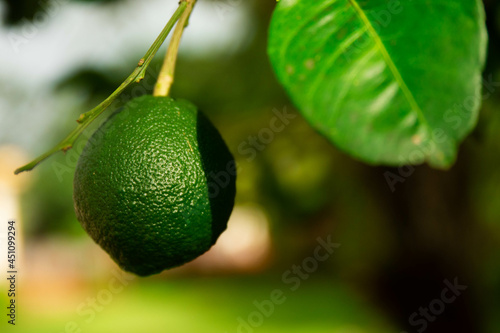 Wallpaper Mural limes Torontodigital.ca