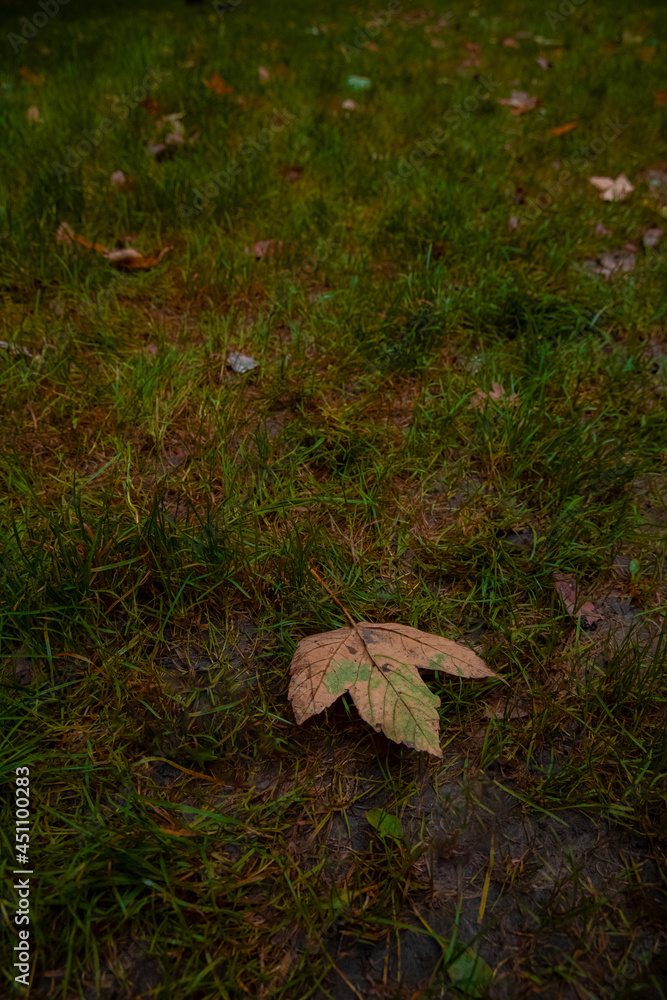 Fototapeta premium falling leave on a ground autumnal moody park outdoor vertical photography September and October season time concept