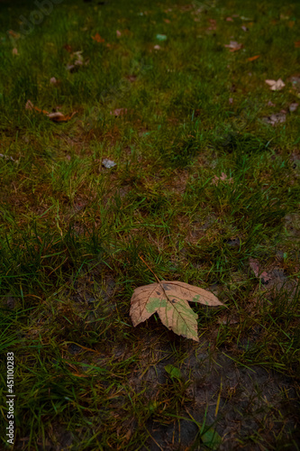 falling leave on a ground autumnal moody park outdoor vertical photography September and October season time concept