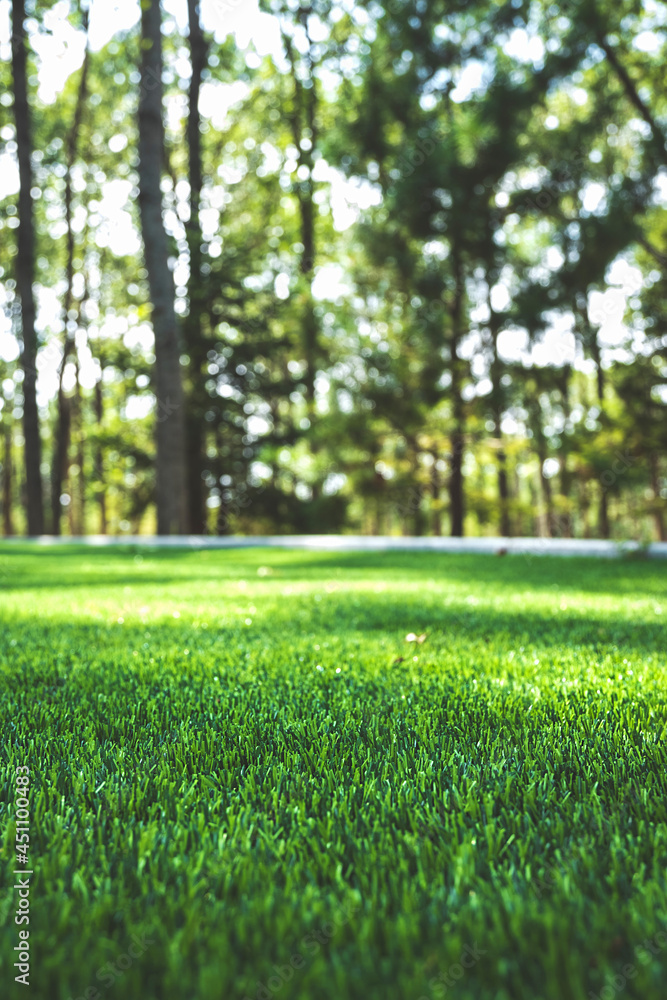 perfect green lawn with blurred summer forest on background. selective focus perfect green lawn with blurred summer forest on background. selective focus