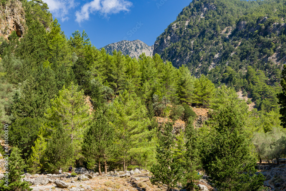Beautiful pine trees and towering cliffs in a huge natural canyon (Samaria Gorge, Crete, Greece)