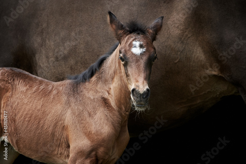 Close-up of a brown thoroughbred filly foal standing with mare isolated on black background. 