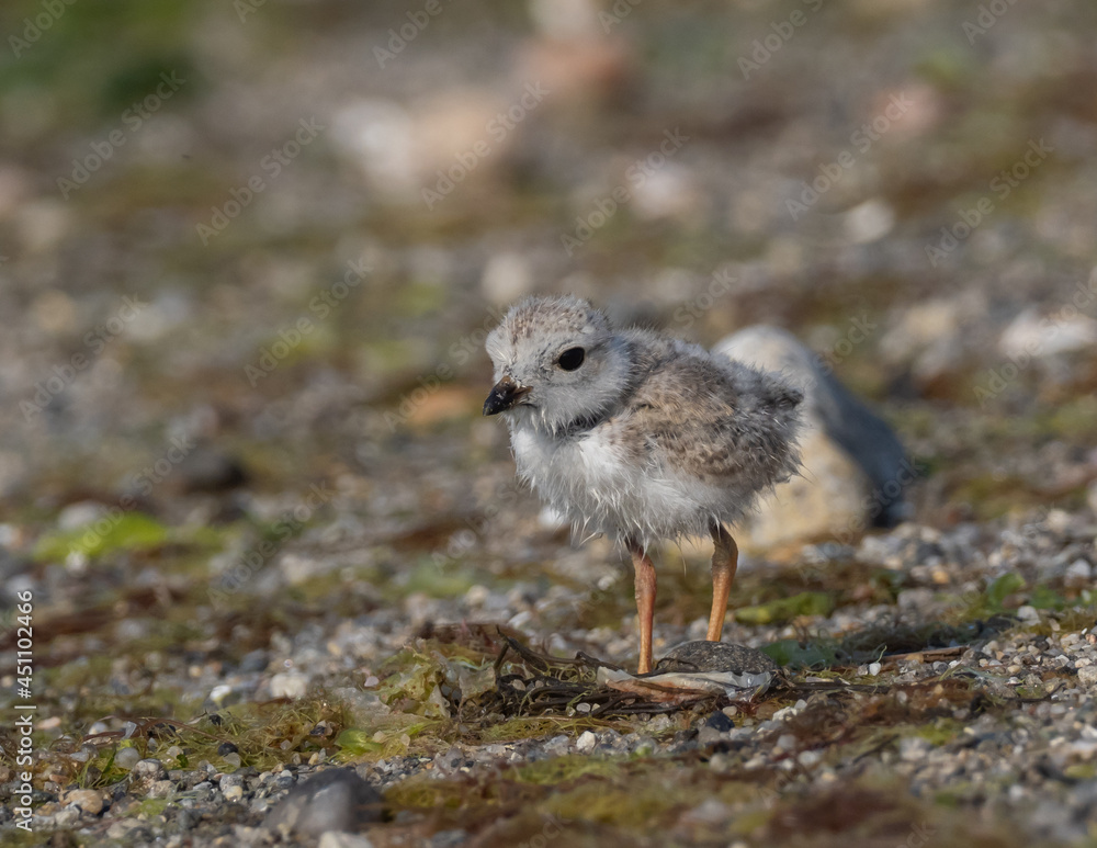 Fototapeta premium Piping Plover chick on a beach