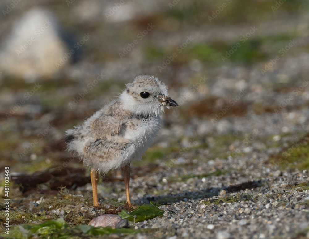Piping Plover chick on a beach Piping Plover chick on a beach