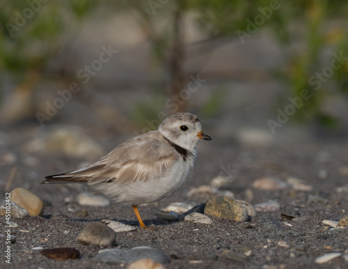 Adult Piping Plover on a beach