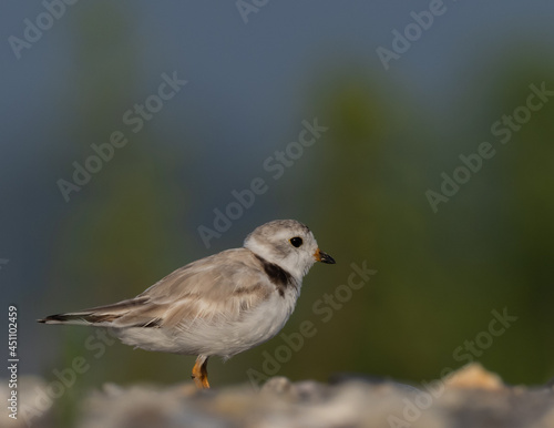 Adult Piping Plover on a beach © Christopher