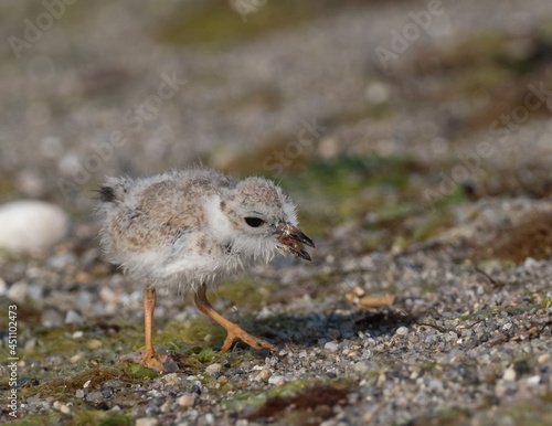 Piping Plover chick feeding on a beach