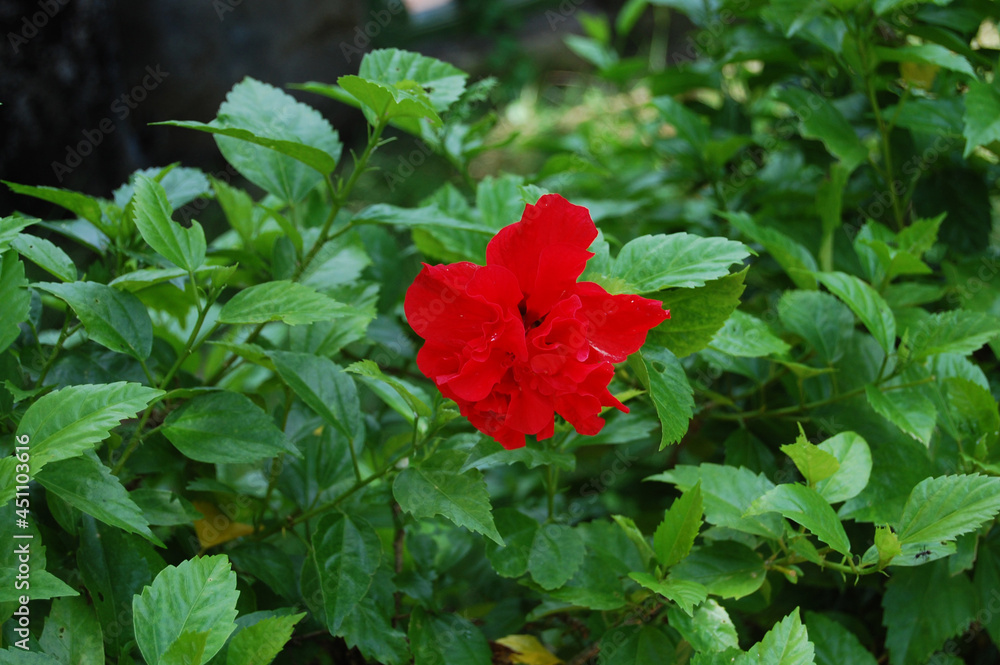 Hibiscus rosa sinensis in garden park outdoor of King Emperor Dinh Tien Hoang Temple and Nhat Tru Pagoda of Hoa Lu ancient capital at Ninh Binh city in Hanoi, Vietnam