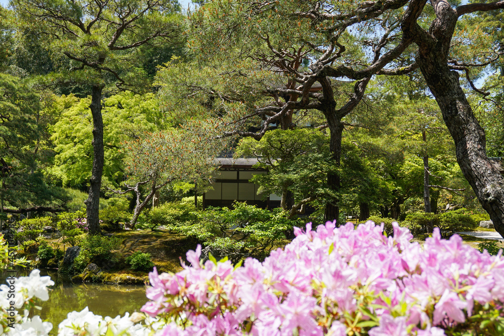 Obraz premium 京都 つつじの咲く銀閣寺の美しい日本庭園