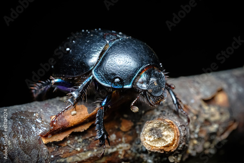 Geotrupidae beautiful and proud dung beetle sits in the forest on a branch