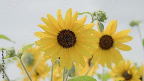 綺麗なヒマワリのクローズアップ映像