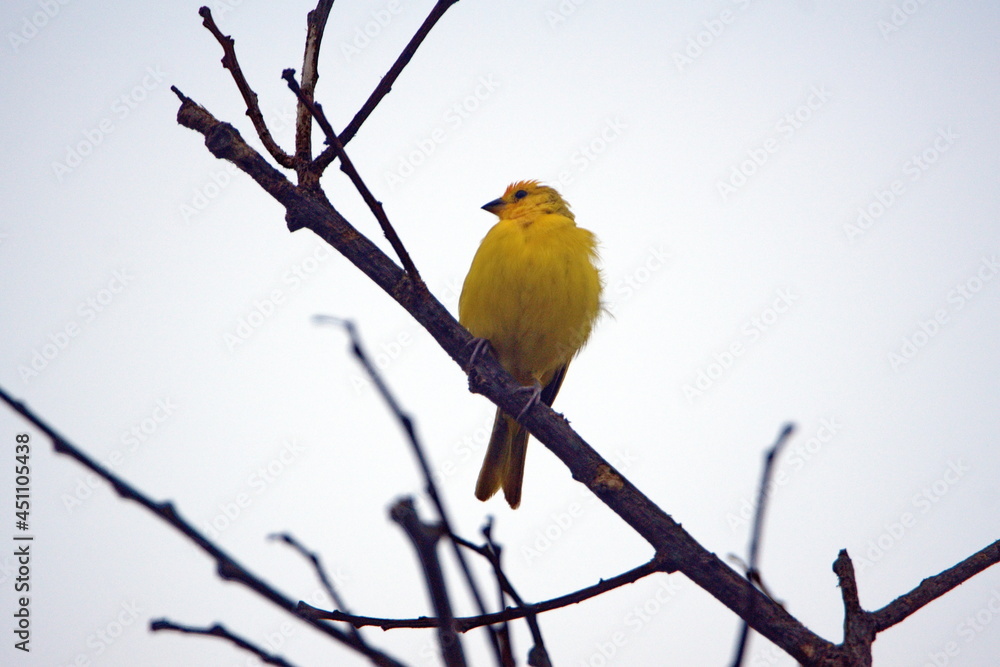 Saffron finch (Sicalis flaveola) perched in a tree in Ayampe, Ecuador Saffron finch (Sicalis flaveola) perched in a tree in Ayampe, Ecuador