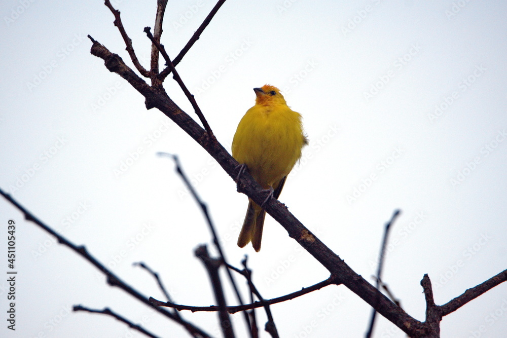 Obraz premium Saffron finch (Sicalis flaveola) perched in a tree in Ayampe, Ecuador