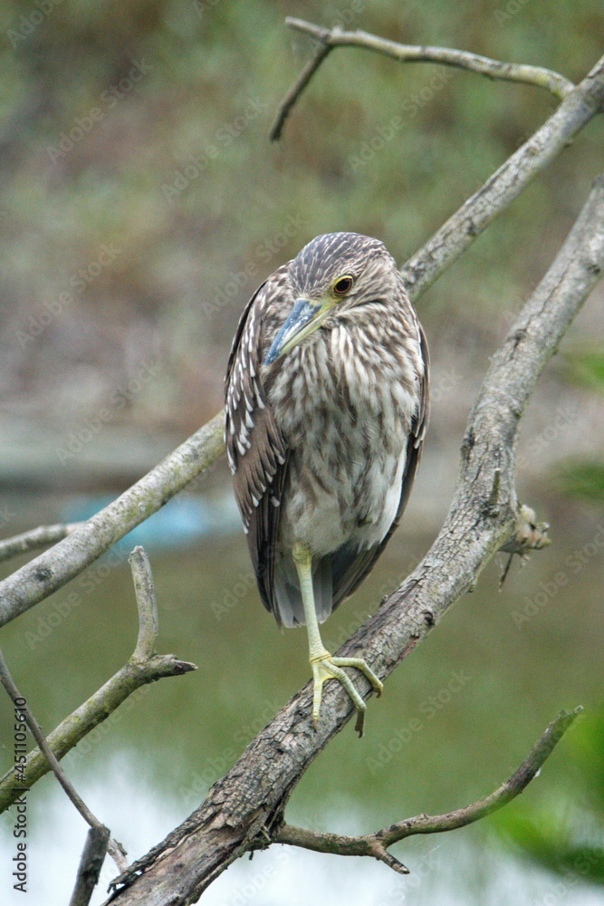 Juvenile black-crowned night heron (Nycticorax nycticorax) perched on a branch in Ayampe, Ecuador Juvenile black-crowned night heron (Nycticorax nycticorax) perched on a branch in Ayampe, Ecuador