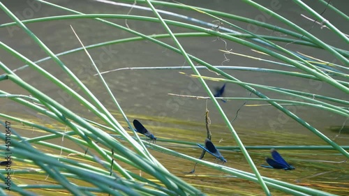 Lots of blue damselfly on the lake flying above the grasses in Estonia photo