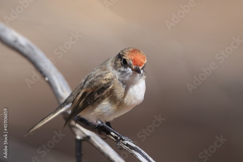 The Red-capped Robin (Petroica goodenovi) is the smallest red robin. The female Red-capped Robin is basically grey-brown with a lighter coloured chest and a dull red cap. photo