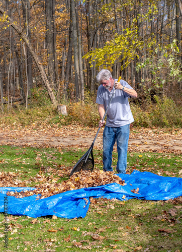 Older male is Raking fall leaves onto a tarp during fall cleanup in his yard photo
