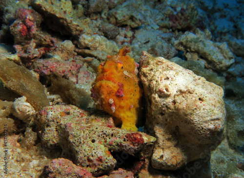 A yellow Warty Frogfish leaning on a rock Pescador Island Philippines