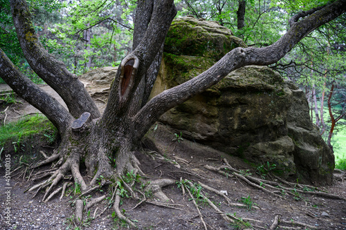 An old tree with bare roots next to a huge stone in the forest