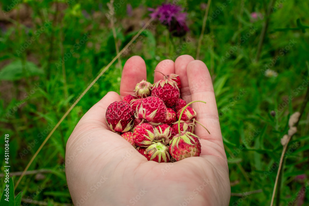 Ripe red wild meadow strawberry or Fragaria viridis Ripe red wild meadow strawberry or Fragaria viridis
