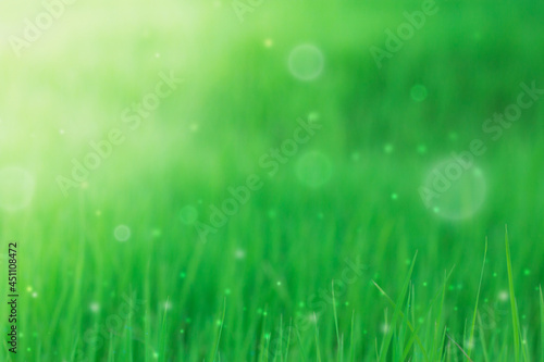 nature abstract background, beautiful fower on softlight background