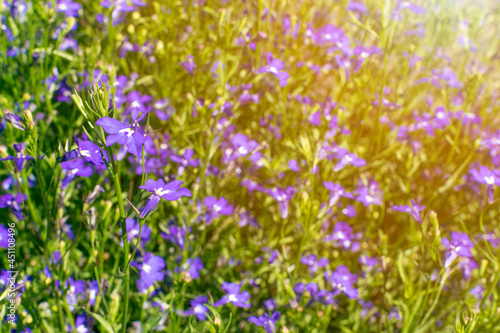 Blue violet lobelia flowers, Lobelia erinus, Edging Lobelia