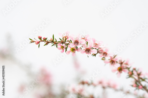 Pink Manuka flower blossom with copy space
