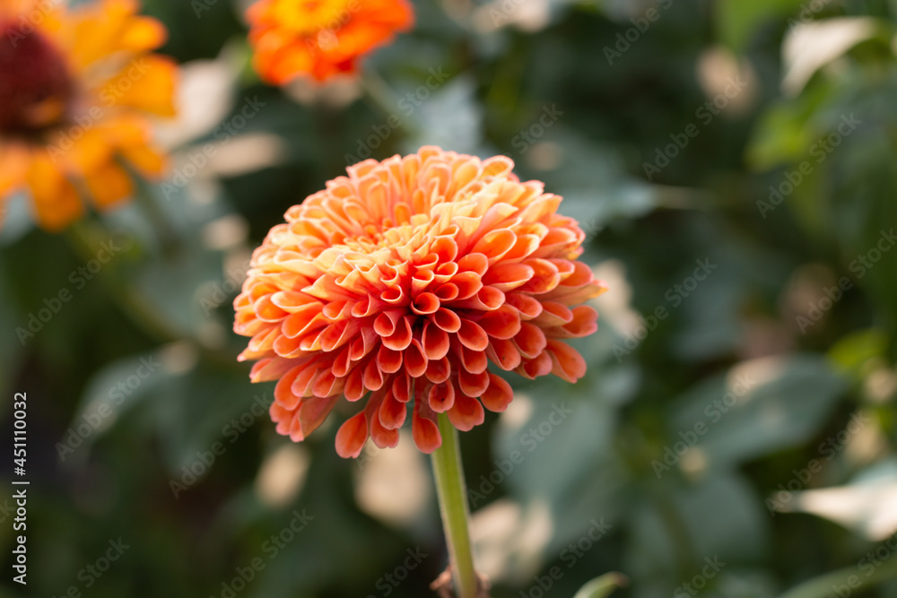 Scarlet zinnia flower in full bloom close-up Scarlet zinnia flower in full bloom close-up