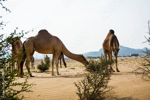 Camel