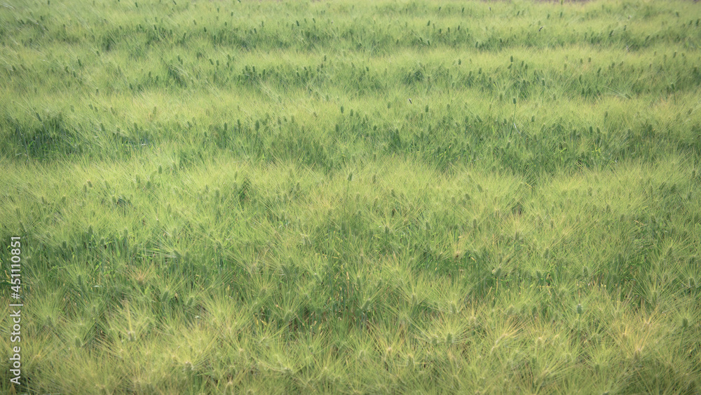 green wheat field green wheat field