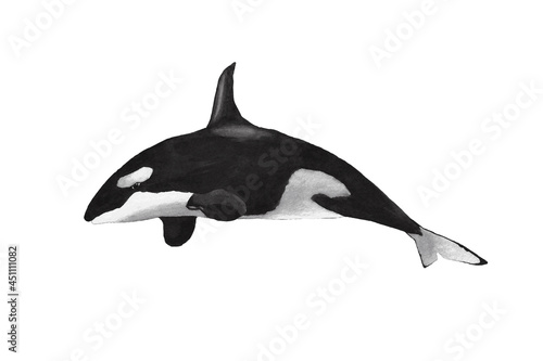 Watercolor killer whale or orca  illustration