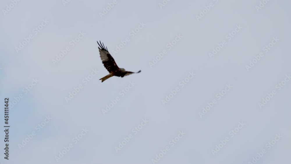 Breathtaking tracking shot: Red kite eagle in flight during beautiful summer - prores high quality shot Breathtaking tracking shot: Red kite eagle in flight during beautiful summer - prores high quality shot