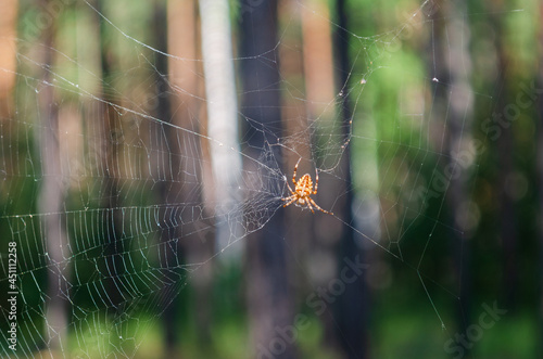 yellow spider sits on a web in a summer forest