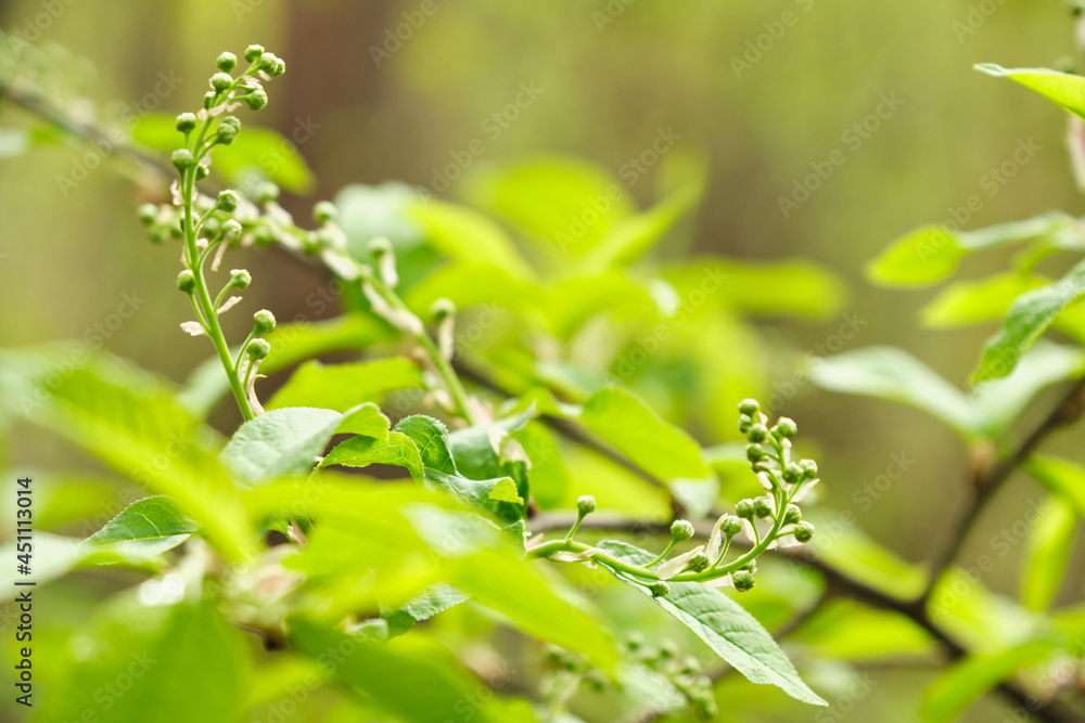 Bird-cherry flower blooming Bird-cherry flower blooming