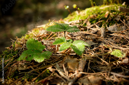 strawberry growing in spring forest