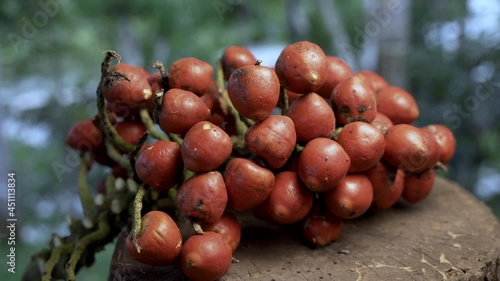 Exotic Chonta Fruits growing in Amazon Rainforest of Ecuador,4K dolly shot photo