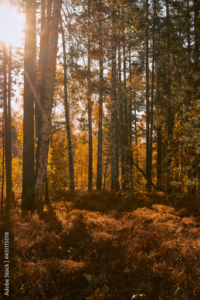 autumn forest in the morning autumn forest in the morning