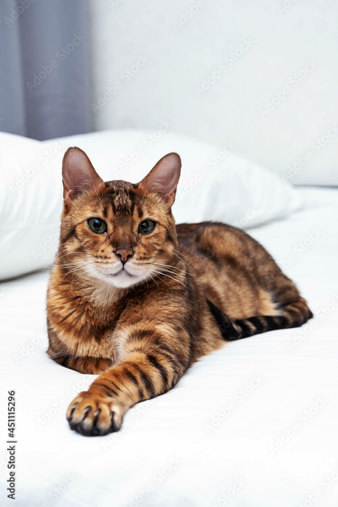 Cute purebred bengal cat resting and lying on bed. Portrait of adorable pet at home.
