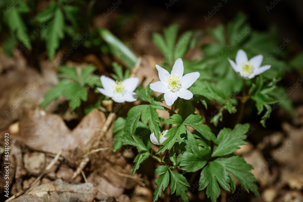 three white anemone flowers with greenery taken close-up against the background of the earth and last year's leaves. selective focus, daylight three white anemone flowers with greenery taken close-up against the background of the earth and last year's leaves. selective focus, daylight