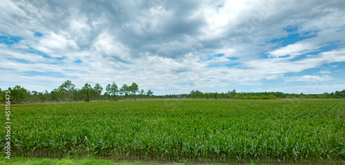 Farmland in southern Georgia, USA